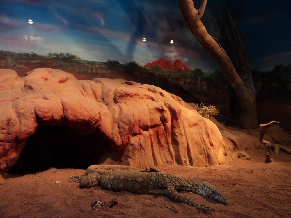 lizard