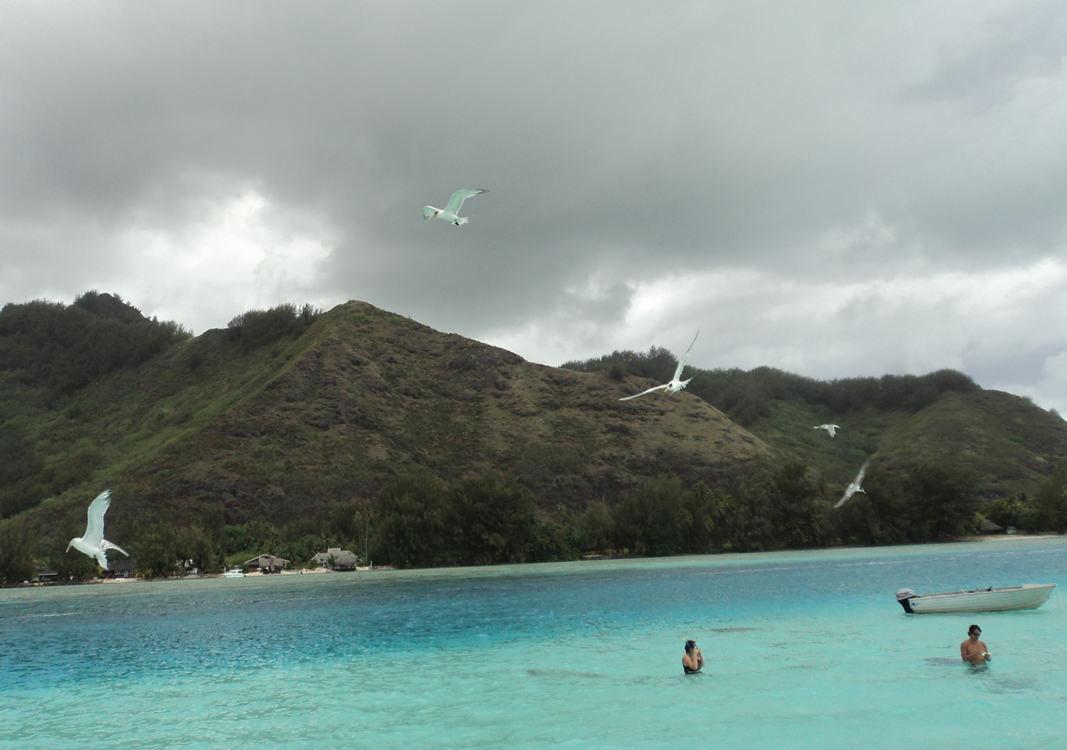 snorkelers6