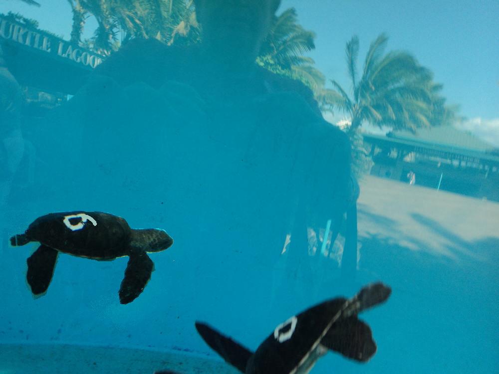 turtle