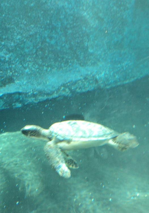turtle4